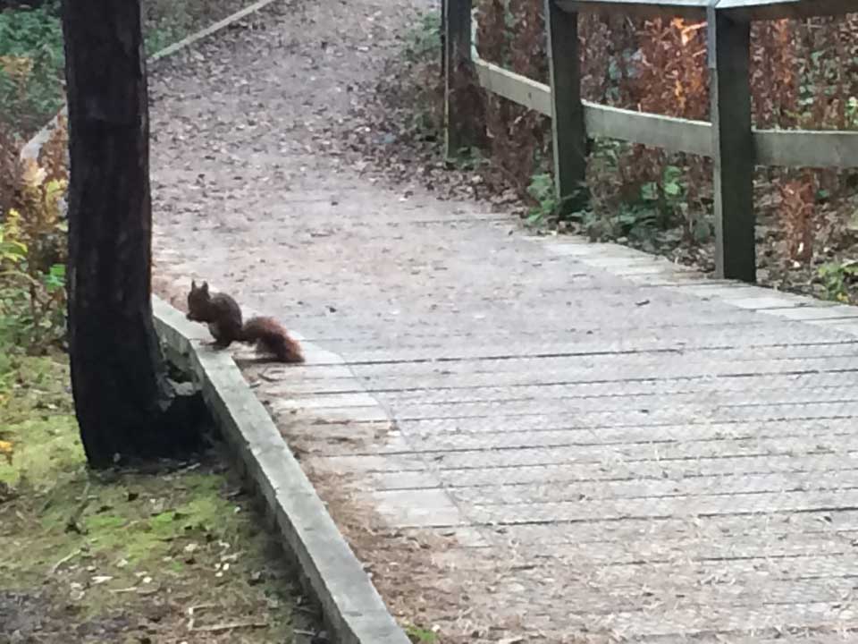 Formby-red-squirrel