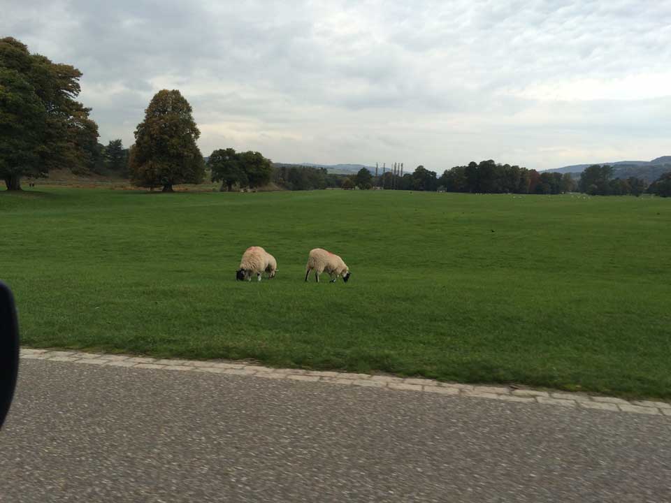 chatsworth-grandeur-wildlife